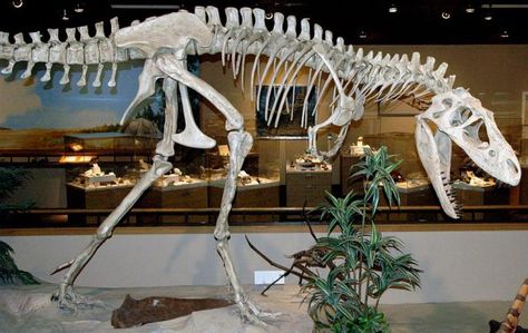 How Much Do You Know About Albertosaurus?: Albertosaurus Grew Most Rapidly During its Teenage Years See In, Dinosaur Museum, Fish Hatchery, Best Things In Life, Farm Toys, Heritage Center, Going Places, Lewis And Clark, Beautiful Park