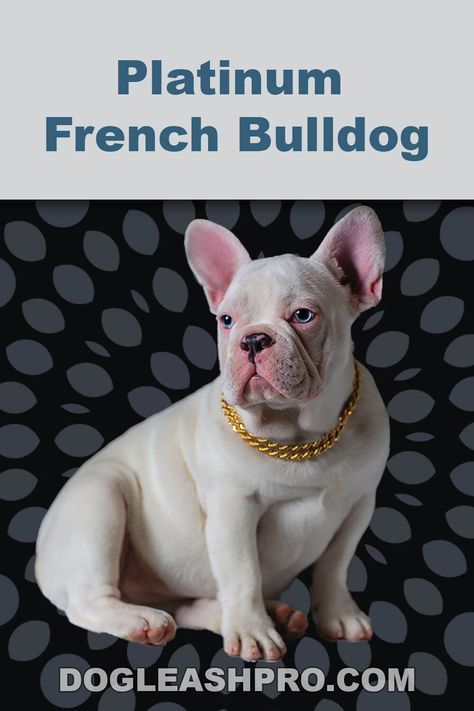 Platinum French Bulldog: Complete Guide Platinum French Bulldog, French Bulldog Prices, Lilac French Bulldog, Cream French Bulldog, Merle French Bulldog, Fawn French Bulldog, French Bulldog For Sale, White French Bulldogs, Wireless Dog Fence