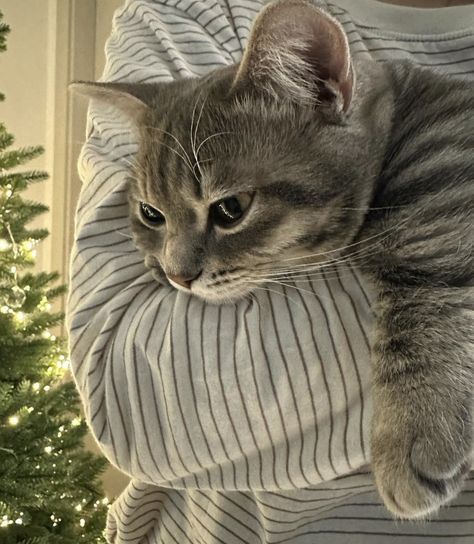 Silver Cat Aesthetic, Grey Tabby Cat, Silver Tabby Cat, Grey Cat, Striped Cat, Big Animals, Cute Kitty, Cat Aesthetic, Cute Cats And Dogs