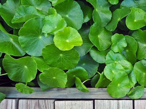 18 Interesting Gotu Kola Benefits | Organic Facts Gotu Kola Benefits, Excellent Health, Calendula Benefits, Coconut Health Benefits, Gotu Kola, Benefits Of Coconut Oil, Food Additives, Healthy Oils, Big Leaves