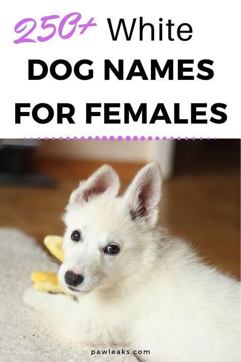 Congrats on your decision to adopt a female puppy or rescue dog! Exciting times are ahead and many steps will need to be taken before your puppy comes home. One of these is the hard decision of choosing a name that will stick with your dog her whole life! Female white dog names are among the most beautiful and meaningful and one of these names will fit your dog like a glove. #dogs #dognames #newpuppy Female Rabbit Names, White Dog Names, Best Female Dog Names, Beautiful Dog Names, Girl Dog Names Unique, Puppies Names Female, Small Dog Names, Pitbull Names, White Pitbull