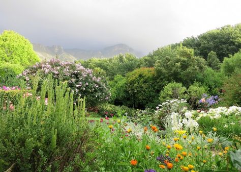 Marie Viljoen's mother's garden in South Africa Indigenous Garden, Small Garden Landscape, Green Peace, African Plants, Drought Tolerant Garden, Waterwise Garden, Meadow Garden, Gravel Garden, Coastal Gardens