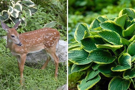 How Can I Stop Deer from Eating My Hosta? (10 tips to keep deer at bay) - Garden Lovers Club Silver Mound, Deer Deterent, Deer Repellant, Garden Problems, Garden Walkway, Garden Bulbs, Annual Flowers, Low Maintenance Plants, Tall Plants