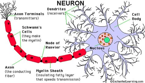 Slight Obsession. Fascinating stuff. Brain Neurons, Cell Diagram, Introduction To Psychology, Cell Theory, Sistem Saraf, Glial Cells, Cell Forms, Plasma Membrane, Sensory System