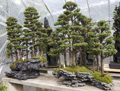 Bonsai Garden Landscaping, Bonsai Forest, Garden Landscaping Ideas, Gubahan Bunga, Plantas Bonsai, Japan Garden, Japanese Bonsai, Desain Lanskap, Forest Style