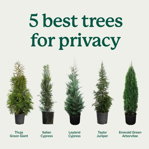 Best Trees For Privacy, Trees For Privacy, Thuja Green Giant, Leyland Cypress, Italian Cypress, Growing Trees, Privacy Trees, Privacy Landscaping, Fast Growing Trees