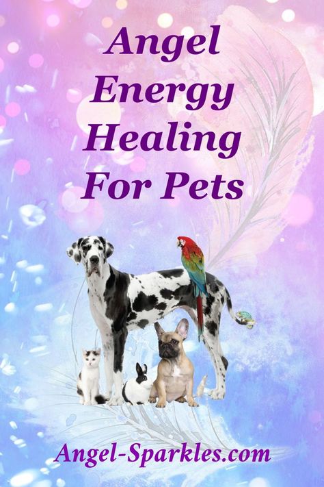 Help your beloved pet feel better with angelic healing eneriges. Manifestation 2024, Arch Angels, Pet Healing, Switch Word, Angel Therapy, Holistic Pet Care, Animal Reiki, Healing Session, Angel Energy