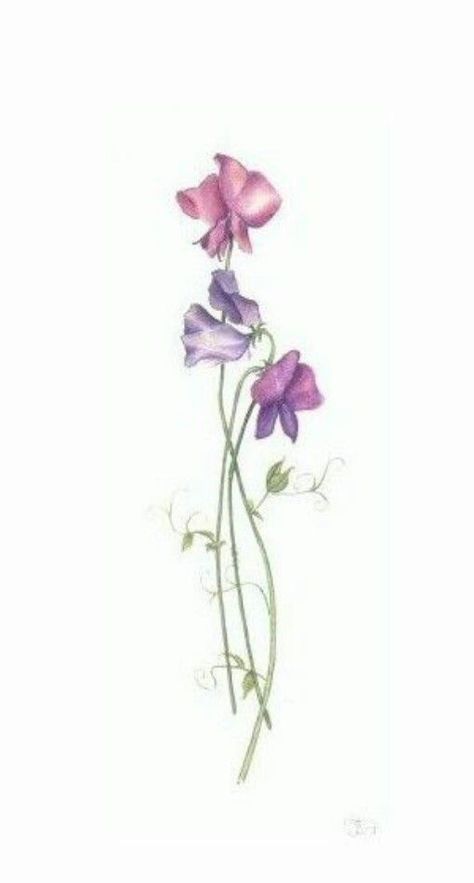 Sweet Pea Tattoo, Violet Flower Tattoos, Wildflowers Tattoo, Violet Tattoo, Tattoo Watercolor, Sweet Pea Flowers, Desenho Tattoo, Trendy Flowers, Violet Flower