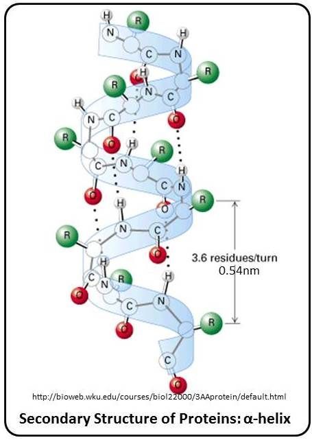 Protein Folding, Biology Notes, Study Plan, Helix, Biology, Coding, How To Plan