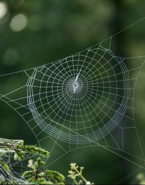 Spider Identification, House Spider, Insects Theme, Spider Art, Brazil Travel, Photography Competitions, Wow Video, Photography Challenge, Airbrush Art