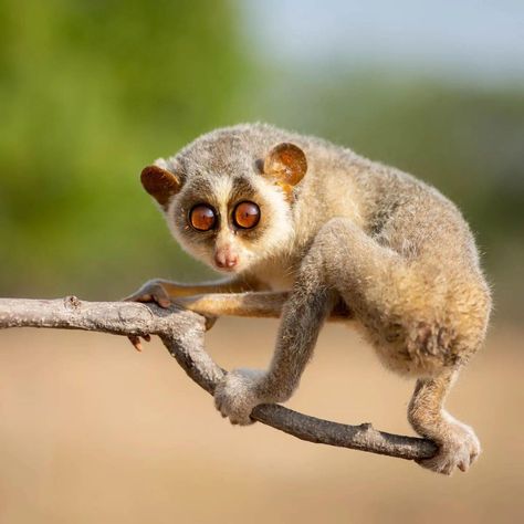 Slender Loris, Slow Loris, Animals Around The World, Bbc Earth, Animal Sketch, Animals Photography, Nocturnal Animals, Cool Animals, Unusual Animals