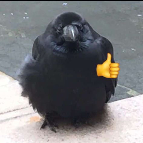 Crows Ravens, Silly Animals, Cute Birds, Cute Creatures, Animal Photo, Cute Little Animals, 귀여운 동물, Animal Memes, Cute Funny Animals