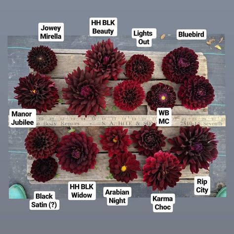 Burgundy flat lay -- so many good ones in there! . . . . . #dahlia #dahlias #coldwaterflowers #pagrown #paflowers #seasonalflowers… Burgundy Fall Flowers, Burgundy Dahlia Wedding Bouquet, Dark Dahlia Bouquet, Burgundy Dahlia Bouquet, Dahlia Wedding Bouquets Fall, Dalia Bouquet, Dahlia Colors, Dark Red Dahlia, Wedding Dahlias