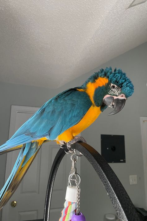 Blue Throated Macaw, Exotic Pets Aesthetic, Macaws Parrot, Pet Macaw, Parrot Aesthetic, Flying Animals, Macaw Bird, Pet Parrot, Talking Parrots