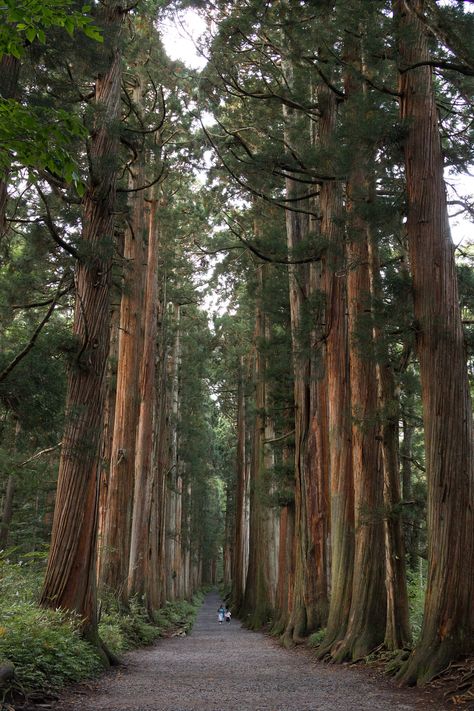 Nagano, Mountain Landscape, Natural Wonders, Places To See, Tree Trunk, Places To Visit, Wonder, Japan, Tumblr