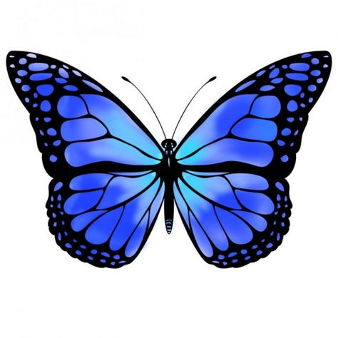 Blue butterfly Blue Monarch Butterfly Drawing, Blue Monarch Butterfly Aesthetic, Blue Monarch Butterfly Tattoo, Butterfly Blue Aesthetic, Karner Blue Butterfly, Blue Monarch Butterfly, Blue Purple Butterfly, Purple Butterfly Tattoo, Butterfly Facts