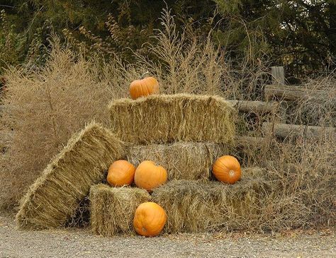 Pumpkin Hay Bale, Picnic Events, Country Family Photos, Fall Photo Booth, Bale Of Hay, Pumpkin Photography, Fall Family Pictures, Farm Photo, Hay Bales