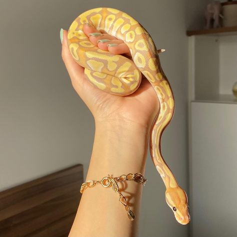 Banana Pastel Ball Python, Banana Ball Python, Ball Python Pet, Snake Terrarium, Colorful Snakes, Pretty Snakes, Ball Python Morphs, Ball Pythons, Reptile Terrarium