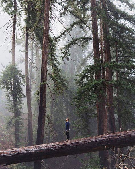 Northern Aesthetic, Photographie Portrait Inspiration, Road Trippin, Into The Wild, Foto Art, Travel Alone, Twilight Saga, Big Sur, In The Forest