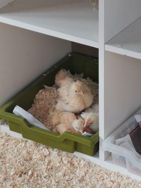 Some old IKEA box shelves and filing trays make a really good nesting box. Ikea Box Shelves, Nesting Box For Chickens, Ikea Cube, Ikea Box, Chicken Coop Ideas, Ikea Cubes, Ikea Boxes, Chicken Nesting Boxes, Coop Ideas