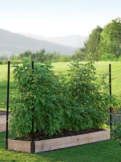 Raspberries growing in a raised bed Raspberry Bush, Growing Raspberries, Berry Garden, Bush Garden, Building A Raised Garden, Strawberry Garden, Garden Vines, Veg Garden, Fruit Garden