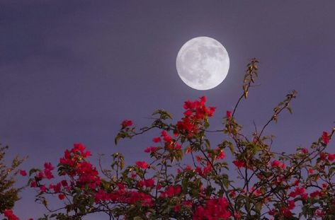 Hd Moon Wallpapers For Laptop, Flower Desktop Wallpaper Aesthetic, Moon Aesthetic Wallpaper Laptop, Moon Wallpaper Laptop, Desktop Wallpaper Macbook, Alien Aesthetic, Mac Wallpaper, Nothing But Flowers, Red Moon