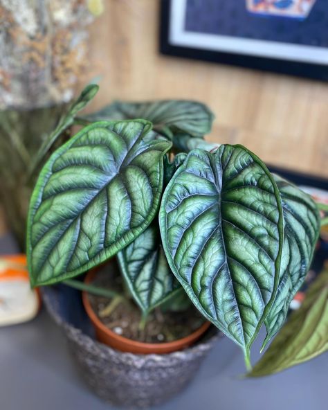 Coolest House Plants, Dragon Scale Plant, Dragon Scale Alocasia, Alocasia Baginda, Alocasia Dragon Scale, Dream Plants, Alocasia Plant, Plants Are Friends, Inside Plants