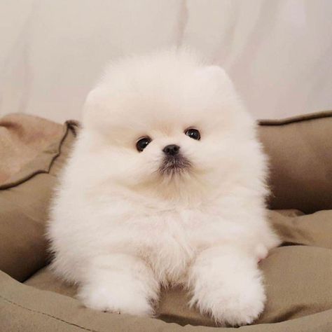 Cup Pomeranian, Ferrari Replica, Tea Cup Dog, White Pomeranian Puppies, Teacup Poodle Puppies, Pretty Puppies, Teacup Dog, Teacup Poodle, Baby Pets