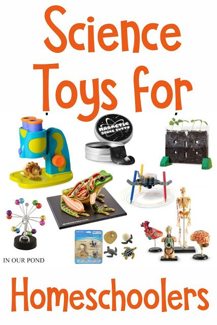 Kids' Science Toys for Homeschoolers // In Our Pond // Guaranteed to spark curiosity about the world around them and excite their imaginations. Science Toys For Kids, Perpetual Motion Toys, Human Body Model, Snap Circuits, Animal Life Cycles, Kids Science, Homeschool Classroom, Science Toys, Christmas Series