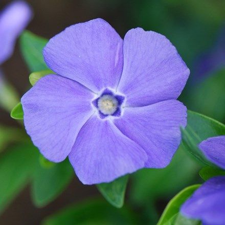 Vinca minor 'Bowle's Variety' Dry Shade Plants, Vinca Minor, Periwinkle Flowers, Small White Flowers, Ground Cover Plants, Herbaceous Perennials, Plant Combinations, Violet Flower, Garden Care