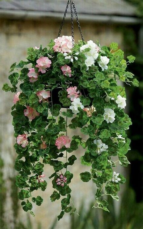 hanging plants, indoor plants, outdoor plants Pink Geranium, Flowers Hanging, Plants For Hanging Baskets, Plants Ideas, Hanging Flower Baskets, Hanging Plants Indoor, Decoration Plante, Have Inspiration, Garden Containers