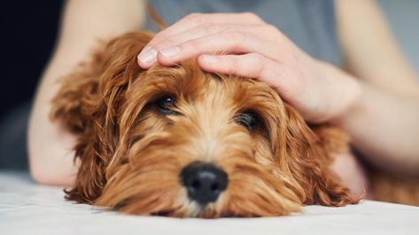 "I am the one who has to completely take care of everything even though everyone else promised they would,” says one dog owner when asked if they had regrets about getting a dog. Other dog owners expressed similar frustrations. A new Forbes Advisor survey of 2,000 dog owners found that 54% have r Dog Seizures, Dog Throwing Up, Bland Diet, Calm Dogs, Cooking Oils, Veterinary Hospital, Veterinary Clinic, Dog Health, Pet Health