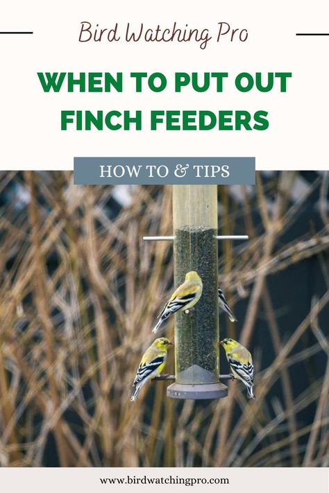 A photo of a group of finches feeding on a bird feeder. Learn about the best times to put out bird feeders for finches on our guide on Birdwatchingpro.com Backyard Birds Watching, Finch Feeders, Backyard Birds Feeders, Diy Birds, Pinterest Profile, Finches, Backyard Birds, Bird Watching, Bird Feeders