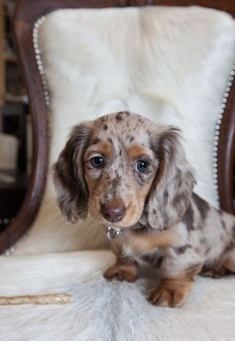 Aussie Doxie, Mini Dauchsands Long Hair, Dapple Dachshund Long Haired, Dapple Dachshund Miniature, Long Haired Miniature Dachshund, Aussie Mix, Dream Puppy, Daschund Puppies, Dachshund Puppy Long Haired