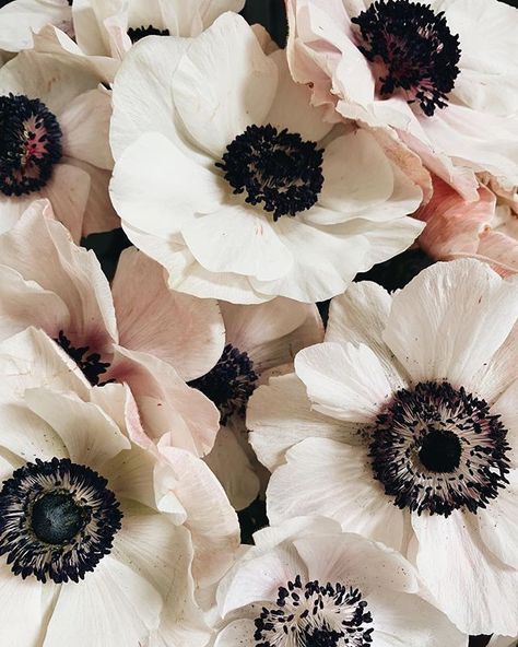 Back to work after some much loved downtime with my family. Flowers were never too far from the mind though. Looking forward to sharing the… Black Flowers, Anemone, Flowers, White, Black, Instagram