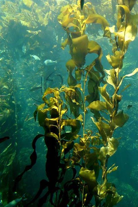 Research at major universities has shown that seeds soaked in seaweed extract germinate more rapidly, have larger root mass, stronger plant growth and higher survival rate. Soaking plant roots in seaweed extract reduces transplant shock and speeds root growth. Underwater Plants, Fauna Marina, Kelp Forest, Sea Plants, Sea Kelp, History For Kids, Underwater World, Ocean Life, Lesson Plan