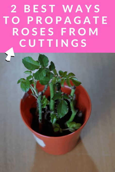 Rose Bush Cuttings, How To Regrow Roses From Cuttings, How To Root Roses From Cuttings, How To Grow A Rose Bush From A Clipping, Replanting Roses From Stems, How To Regrow Roses, Taking Care Of Rose Bushes, Plant Roses From Stem, How To Replant Roses Stems