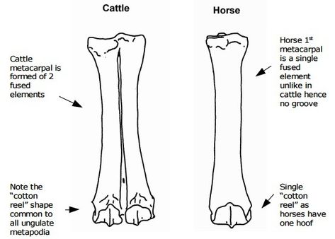 Animal Bone Identification - Peterborough Archaeology Bone Identification, Bone Hunting, Animal Bones, Peterborough, Beginners Guide, The Community, A Series, Archaeology, Bones