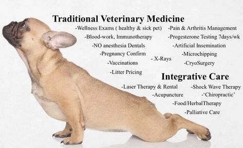 Acuvetdoc - Veterinary Acupuncture, Holistic Veterinarian Veterinary Acupuncture, Aquatic Veterinarian, Vet Humor Veterinary Medicine, Herbal Therapy, Vet Tech Urinalysis, Veterinary School, Wellness Clinic, Biomedical Science, Western Medicine