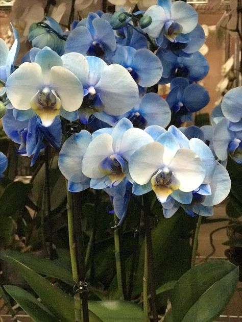 Blue Orchids Aesthetic, Blue Orchid Centerpieces, Blue Orchid Flower, Orchid Blue, Starry Night Wedding, A Girl Like Me, Plant Information, Blue Orchids, Night Wedding