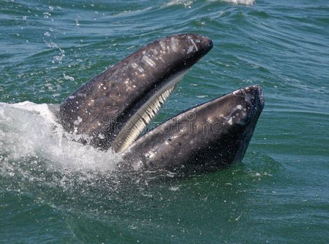 Gray whale's baleen. Baleen, soft teeth of a baby gray whale, sifts the krill fr , #ad, #Baleen, #soft, #teeth, #Gray, #whale #ad Blue Whale Size, Baleen Whales, Rescue Diver, Interesting Photography, Animal Categories, Gray Whale, Best Scuba Diving, Marine Conservation, Koh Tao