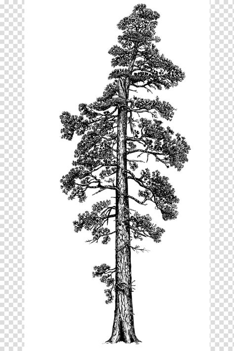 Cedar Illustration, Tree Trunk Drawing, Norway Spruce Tree, College Marketing, Coast Redwood, Giant Sequoia, Red Trees, Tree Outline, Drawing Ideas List