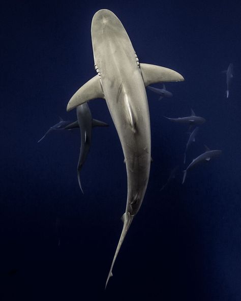 photo contest slideshow Silky Shark, Galapagos Shark, Sea Life Wallpaper, Swimming Tattoo, Dove Tattoos, Cool Sharks, Shark Pictures, Today's Society, Bull Shark