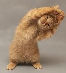 Yoga Humor, Poses Yoga, Cat Exercise, Cat Yoga, Image Chat, Yoga Benefits, Funny Animal Pictures, 귀여운 동물, Cute Funny Animals