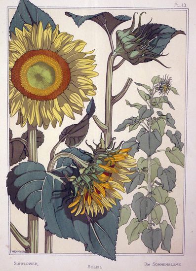 Fleurs Art Nouveau, Botanical Drawing, Art Nouveau Pattern, Illustration Botanique, Sunflower Art, Art Nouveau Design, Scientific Illustration, Botanical Drawings, Floral Illustrations