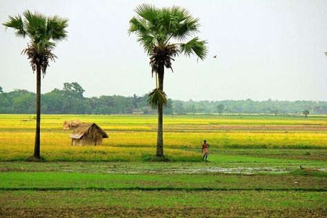 Bengal Village Photography, Bangladesh Village Photography, Indian Landscape Photography, Bangladesh Landscape, Myanmar Landscape, Bangladesh Village, Bangladesh Nature, Indian Monsoon, Village Scenery