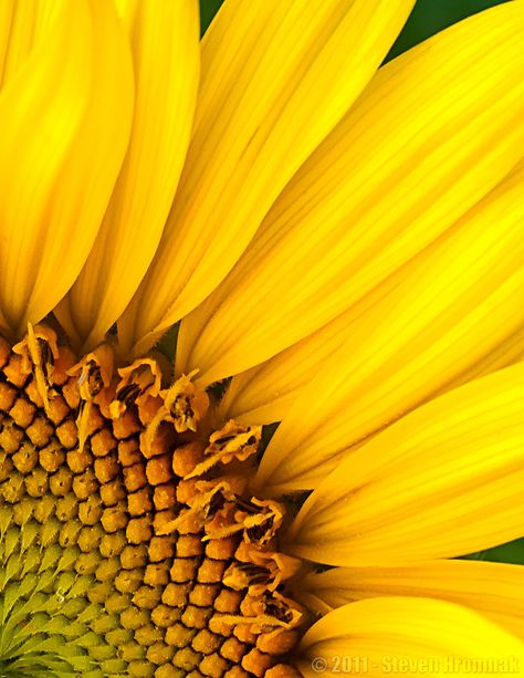 Yellow Sunflower Aesthetic, Yellow Flowers Wallpaper, Yellow Photography, Yellow Nature, Sunflowers And Daisies, Sunflower Pictures, Yellow Sunflowers, Macro Flower, Sunflower Garden