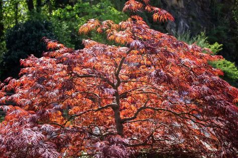 18 Stunning Types of Japanese Maples for Your Garden Seiryu Japanese Maple, Japanese Maple Tree Landscape, Maple Tree Landscape, Japanese Maple Varieties, Bloodgood Japanese Maple, Coral Bark Japanese Maple, Green Veins, Japanese Maples, Japanese Maple Tree