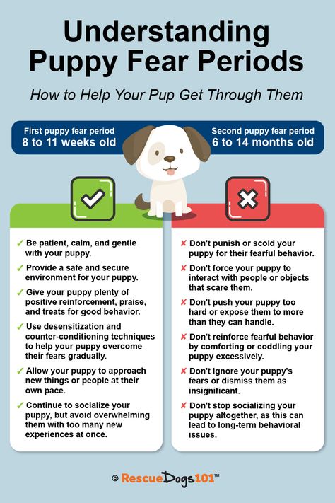 Fostering Animals, Pup Cups, Lacrosse Training, Whelping Puppies, Puppy Schedule, Dog Posters, Puppy Life, Puppy Checklist, Kennel Ideas