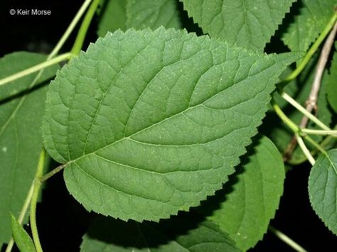 Hydrangea leaves Hydrangea Leaves, Hydrangea Paniculata, Hydrangea, Plant Leaves, Plants, Floral, Flowers